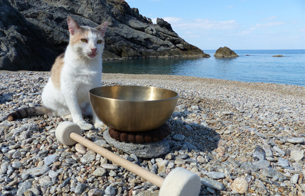 Urvertrauen Katze am Strand